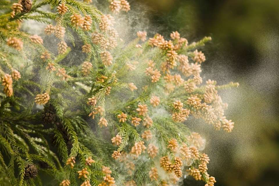 暖かい＝花粉の季節